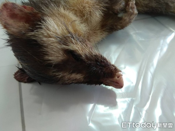 ▲咬傷人的鼬獾，由台南市動保處送驗中。（圖／動保處提供，下同）