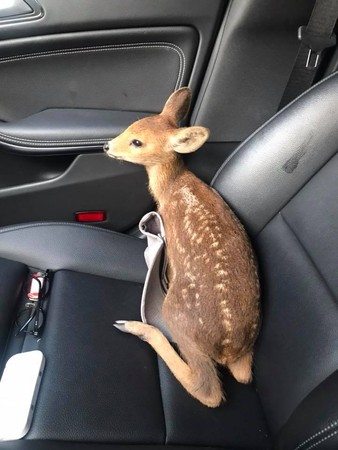 ▲▼ 南韓一名男子在高速公路上發現一頭小鹿。（圖／翻攝自Facebook／Se Jin Park）
