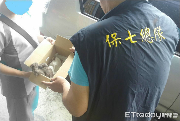 國中生抓領角鴞寶寶自稱獸醫。（圖／翻攝畫面）