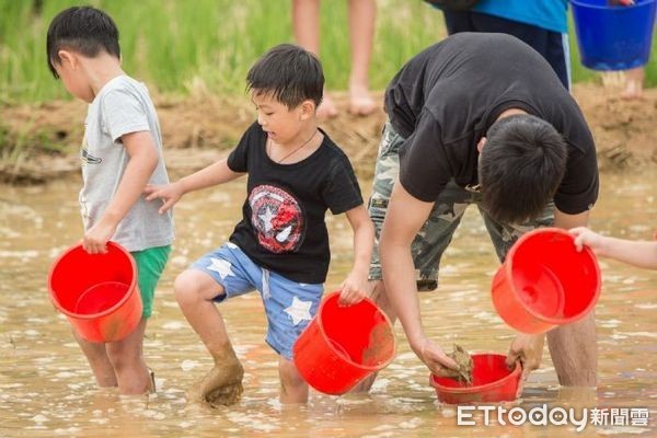 ▲親子們一同下田捉泥鰍。（圖／桃園市政府提供）