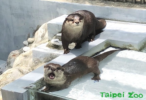 ▲▼ 小爪水獺單身漢移居花蓮。（圖／翻攝台北市立動物園）