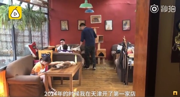 ▲▼來自河南的萬林超級愛貓，跟女朋友發生爭吵，還果斷把咖啡廳留給對方，自己只要帶走2隻貓。（圖／翻攝自一手video的秒拍）