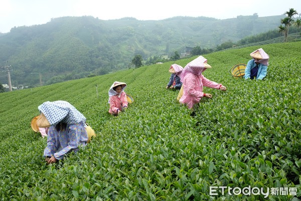 ▲阿里山四季茶旅,瑞峰茶文化體驗。（圖／記者于佳云攝）