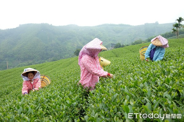 ▲阿里山四季茶旅,瑞峰茶文化體驗。（圖／記者于佳云攝）