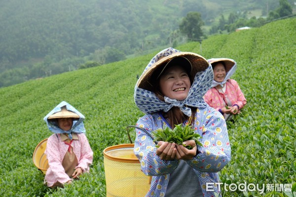 ▲阿里山四季茶旅,瑞峰茶文化體驗。（圖／記者于佳云攝）