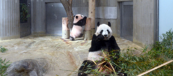 ▲貓熊香香。（圖／翻攝自《上野動物園》官網）