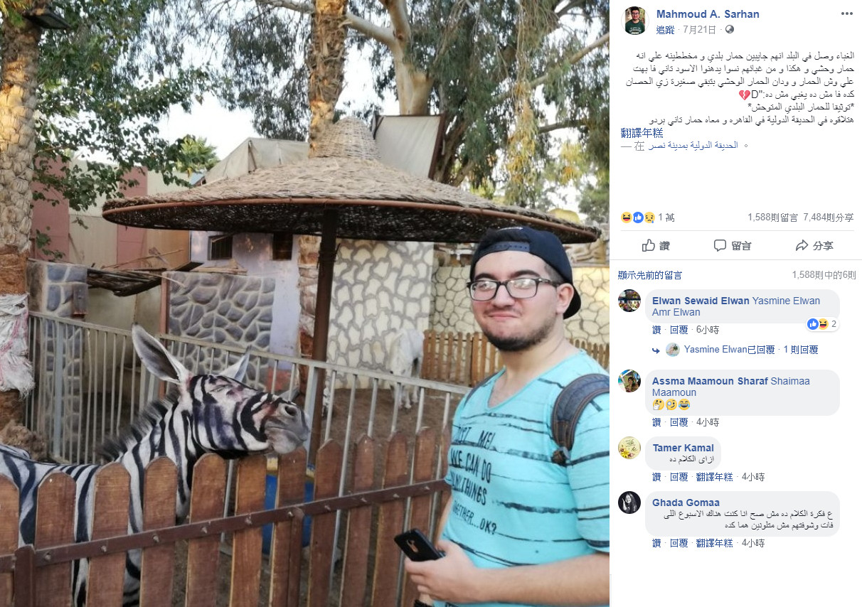 ▲▼學生在開羅動物園遇到「假斑馬」。（圖／翻攝自Facebook／Mahmoud A. Sarhan）