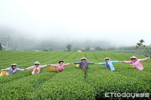 ▲阿里山四季茶旅,瑞峰茶文化體驗。（圖／記者于佳云攝） 