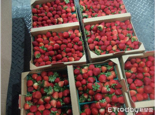 ▲好市多草莓、新光三越進口伯爵茶出包。（圖／記者嚴云岑攝）