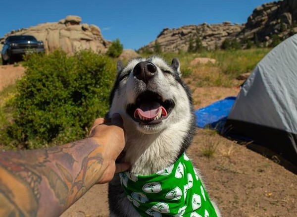 二哈起床氣！見「燦笑分身」怒甩。（圖／翻攝自Instagram用戶「coloradohuskies」）