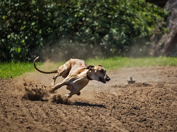▲格雷伊獵犬(Greyhound)。（圖／示意圖／取自免費圖庫Pixabay）