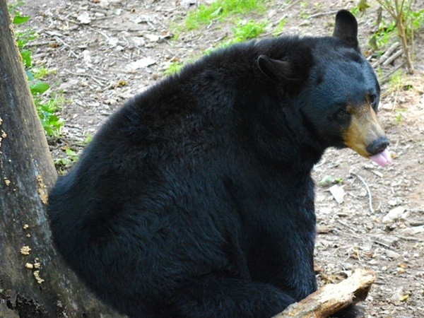 ▲美洲黑熊。（圖／取自免費圖Pixabay）