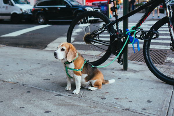 ▲米格魯性格開朗親人，但作為獵犬在成群時容易吠叫，所以狗主人要針對這個特性訓練寵物。（圖／取自免費圖庫LibreStock）