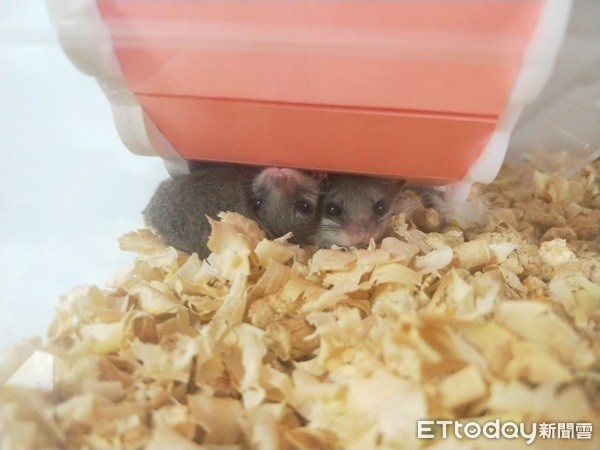 ▲3隻西班牙睡鼠，阿肥、米寶和小蜜。（圖／網友范小姐提供，請勿隨意翻拍，以免侵權。）