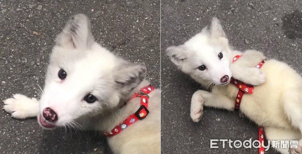 ▲活動力大於貓狗！　飼養低緯動物「夢幻白狐狸」眉角多（圖／陳建宏授權提供）