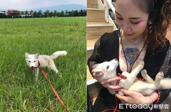 ▲活動力大於貓狗！　飼養低緯動物「夢幻白狐狸」眉角多（圖／陳建宏授權提供）