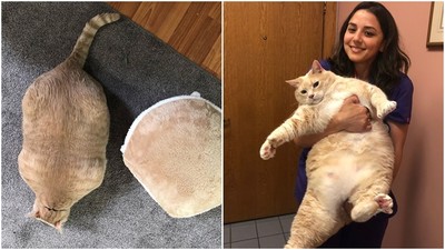 15公斤「胖球橘貓」被領養…新奴才控管熱量　每天陪牠上樓梯運動