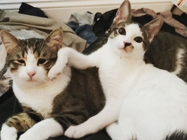 ▲貓咪Mami和Morty。（圖／翻攝自Instagram帳號mami_and_morty）