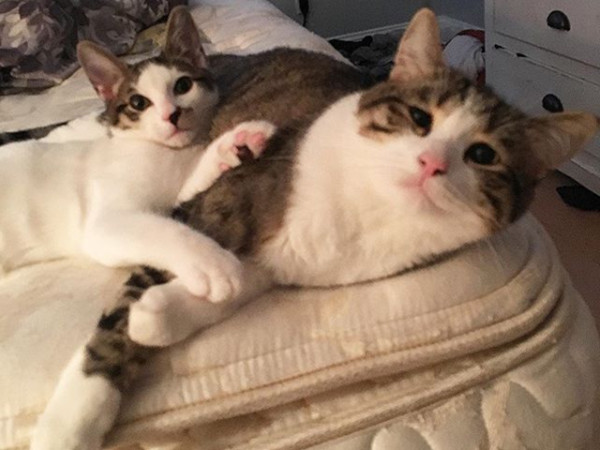 ▲貓咪Mami和Morty。（圖／翻攝自Instagram帳號mami_and_morty）