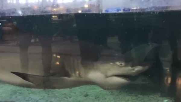 ▲貴陽一間商場水族館飼養的鯊魚咬傷6歲女童手。（圖／翻攝自梨視頻）