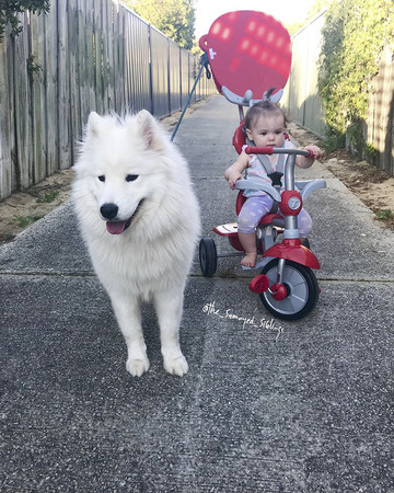 （圖／翻攝自instagram／the_samoyed_siblings）