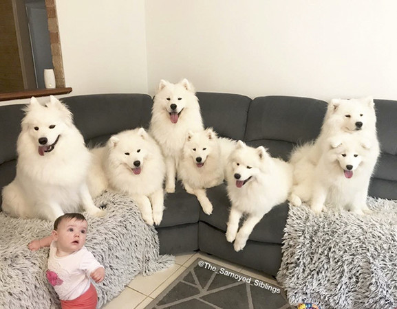 （圖／翻攝自instagram／the_samoyed_siblings）