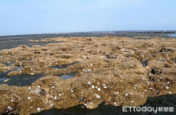 ▲大潭藻礁為桃園海岸藻礁群中最壯觀之一，更發現珍稀和保育類物種。（圖／擷自臉書我是觀音人）