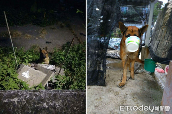 中途媽遇警開紅單，狼犬樂開壞！（圖／臉書粉專狐狸糊塗愛上狼授權提供。）