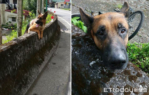 中途媽遇警開紅單，狼犬樂開壞！（圖／臉書粉專狐狸糊塗愛上狼授權提供。）