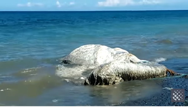 菲律賓民都洛島海邊發現疑是鯨魚屍體的「白毛海怪。（圖／翻攝自YouTube）