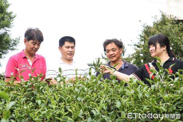 ▲蕭文龍所成立的六十石山茶葉產銷班，是花蓮最年輕的產銷班，在全國各大茶類比賽中是金牌常勝軍。（圖／記者周宸亘攝）