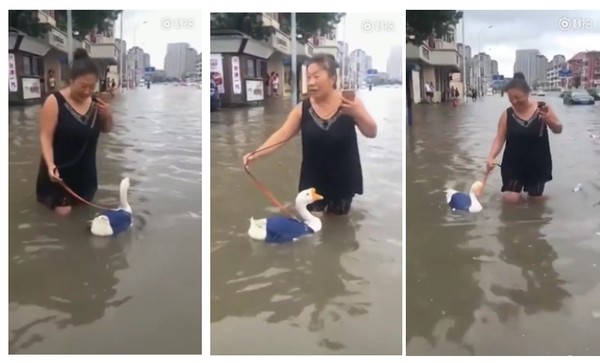 ▲▼颱風過後天津大姐水中「遛鵝」　網友：颱風不要面子啊。（圖／翻攝自新聞晨報）