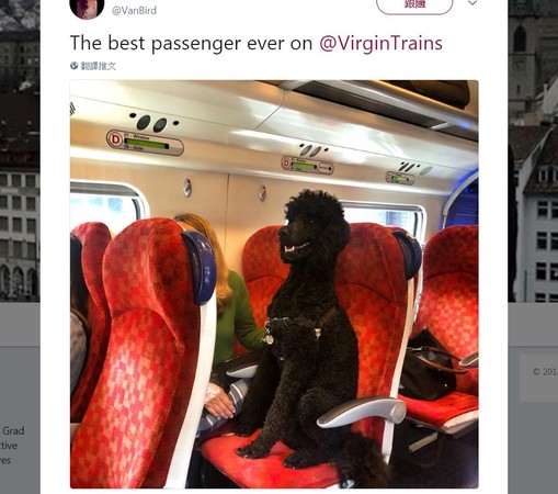 ▲▼毛茸茸的貴賓乘客端正的坐在英國維珍火車上。（圖／翻攝自推特帳號VanBird）