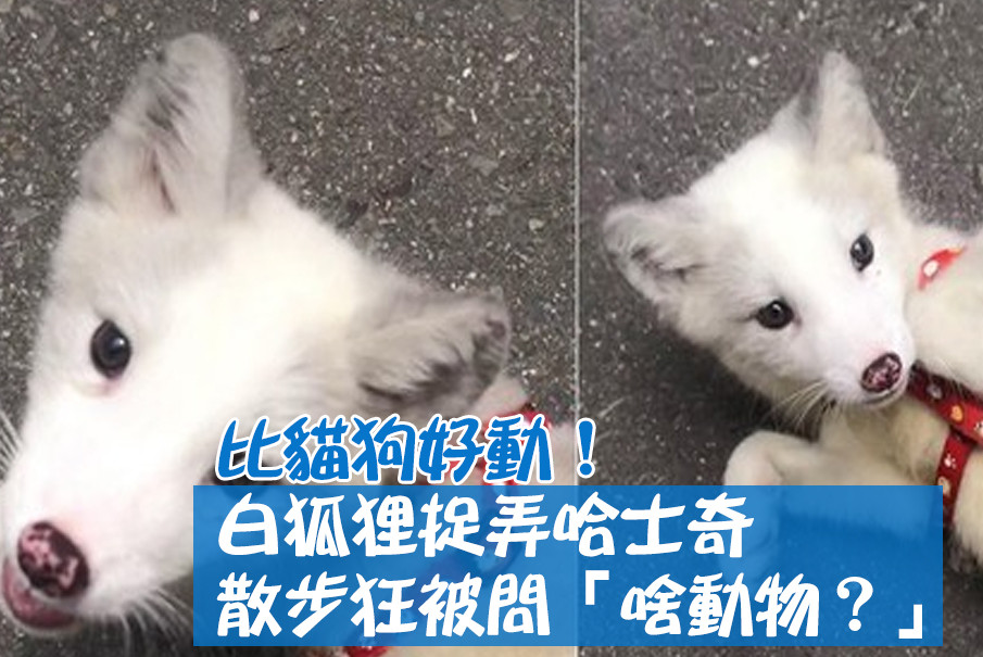 影 比貓狗好動 白狐狸捉弄哈士奇散步狂被問 啥動物 Ettoday寵物雲 Ettoday新聞雲