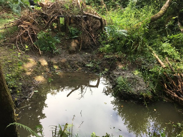 ▲英國引進「河狸治水法」盼溪流流速穩定。（圖／翻攝自英國環境、食品暨鄉村事務部）