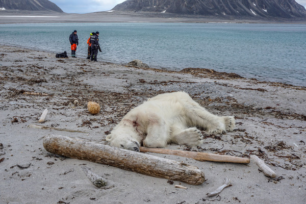 ▲▼ 根據挪威政府的說法，一隻北極熊在28日因為攻擊一名觀光郵輪員工，被另外一名「出於自我防衛」的郵輪員工開槍打死，慘死岸邊。（圖／路透）
