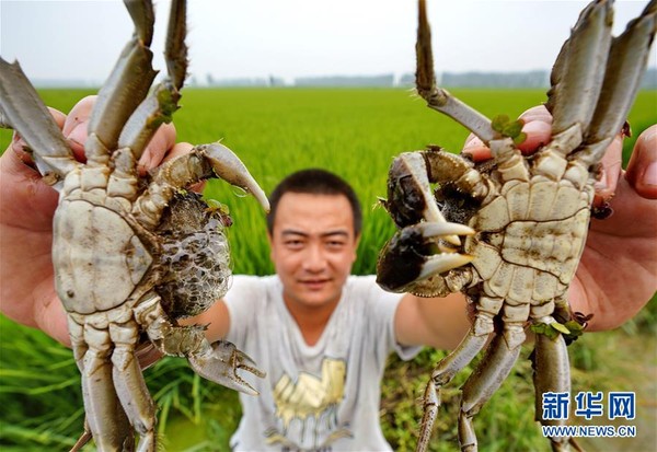 ▲▼唐山市曹妃甸區一農場的農民在有機稻田邊展示田間養殖的螃蟹。（圖／翻攝自新華網）