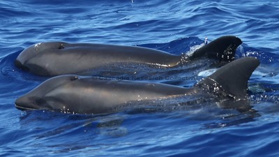 公海豚+母鯨！雜交新物種「鯨豚」首次在夏威夷海被發現