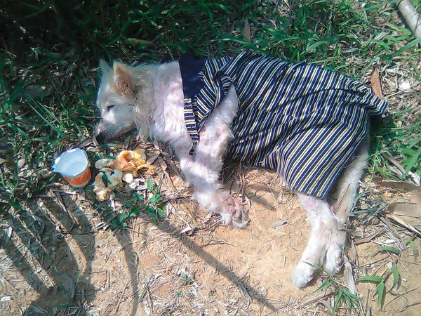 林煒盛2012年在草嶺古道發現熊寶，奄奄一息躺在路邊。（林煒盛提供）