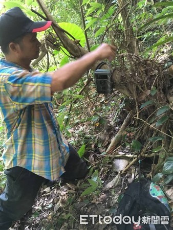 ▲觀察人員發現小黑熊活動力下降且有拉肚子現象，經緊急捕捉並健檢後，確認小黑熊有中至重度貧血與發炎狀況，需要人為短期照養並完成野化訓練後送回南安野放。（圖／花蓮林管處提供，下同）