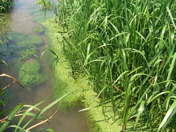 ▲藻類覆蓋水面。（示意圖／pixabay）