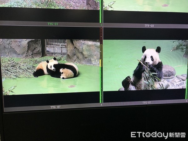 ▲可愛的大熊貓一舉一動都可以透過鏡頭呈現在民眾面前             。（圖／記者魏有德攝）