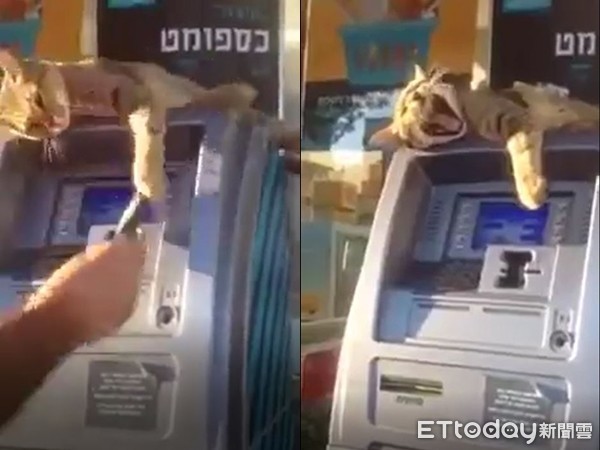 ▲霸佔ATM的虎斑貓。（圖／網友Michael Jahanbin提供，請勿隨意翻拍，以免侵權。）