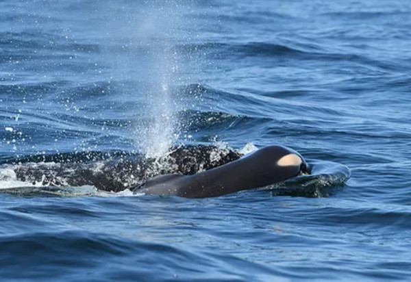 ▲▼ 一隻悲傷的虎鯨媽媽「J35」捨不得讓夭折的幼鯨沉入海面，從24日開始，牠就一直用前額推著寶寶遺體前行，直到當地30日下午，仍守在小孩的身邊。（圖／Center for Whale Research提供）