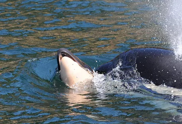 ▲▼ 一隻悲傷的虎鯨媽媽「J35」捨不得讓夭折的幼鯨沉入海面，從24日開始，牠就一直用前額推著寶寶遺體前行，直到當地30日下午，仍守在小孩的身邊。翻攝自Center for Whale Research官網
