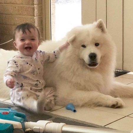 4隻薩摩耶顧小主人，還教她走路。（圖／翻攝自Instagram@the_samoyed_siblings）