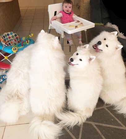 4隻薩摩耶顧小主人，還教她走路。（圖／翻攝自Instagram@the_samoyed_siblings）