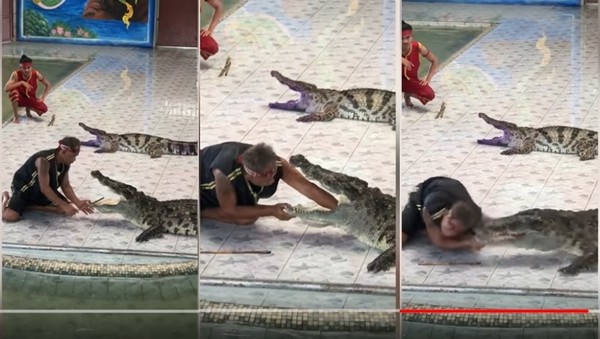 馴獸師表演遭暴怒鱷魚狠咬　手臂狂噴血嚇壞小孩。（圖／翻攝自Viral Press的YouTube）