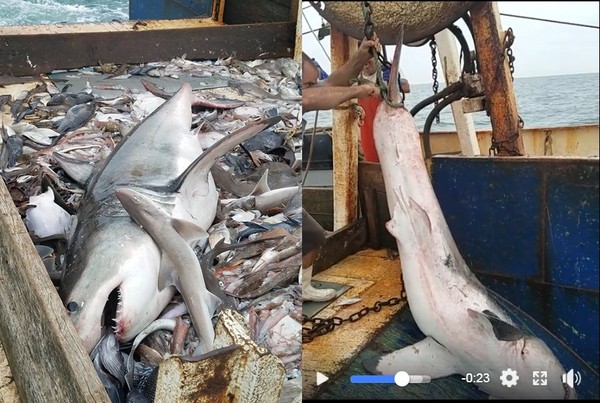 捕獲1.8公尺生猛大白鯊！　善良漁夫「立刻放生」被讚爆。（圖／翻攝自Michael Lorello的臉書）