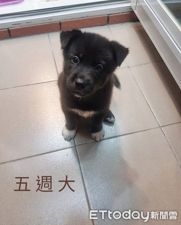 萌黑炭擁「超破壞基因」，讓爸快瘋了！（圖／陳俊宏提供，請勿隨意翻拍，以免侵權。）